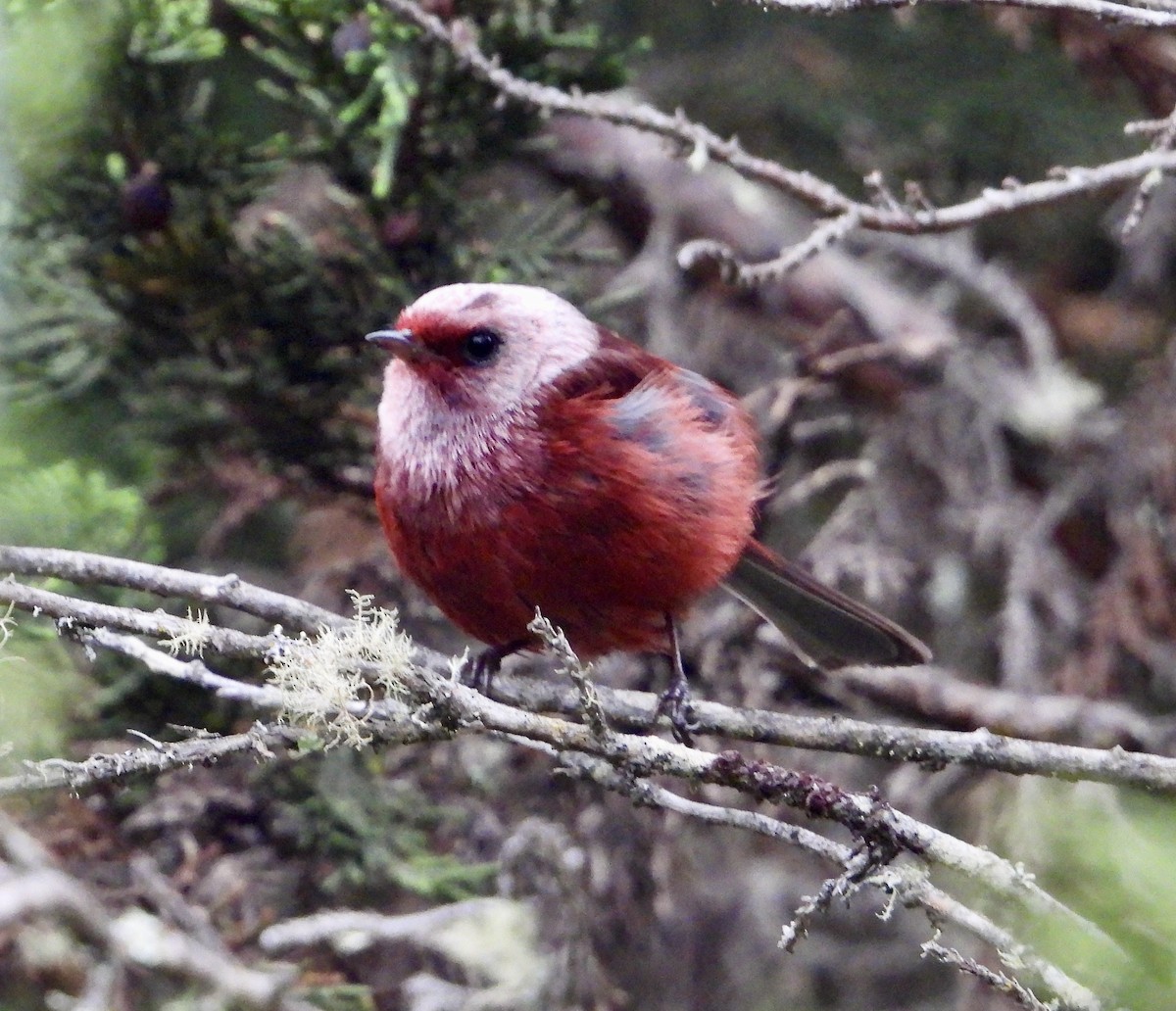 Pink-headed Warbler - ML617841213