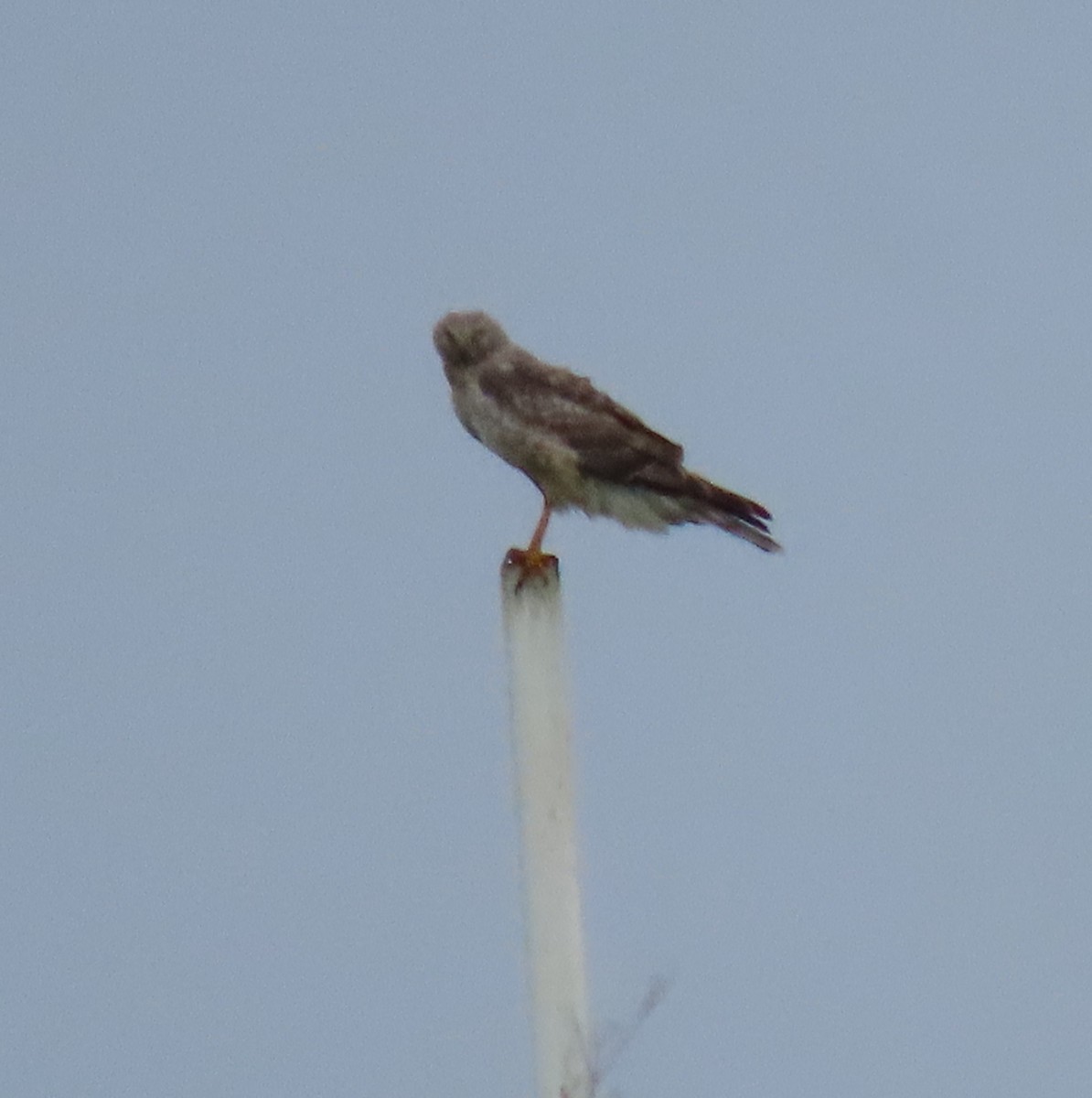 Northern Harrier - ML617841239