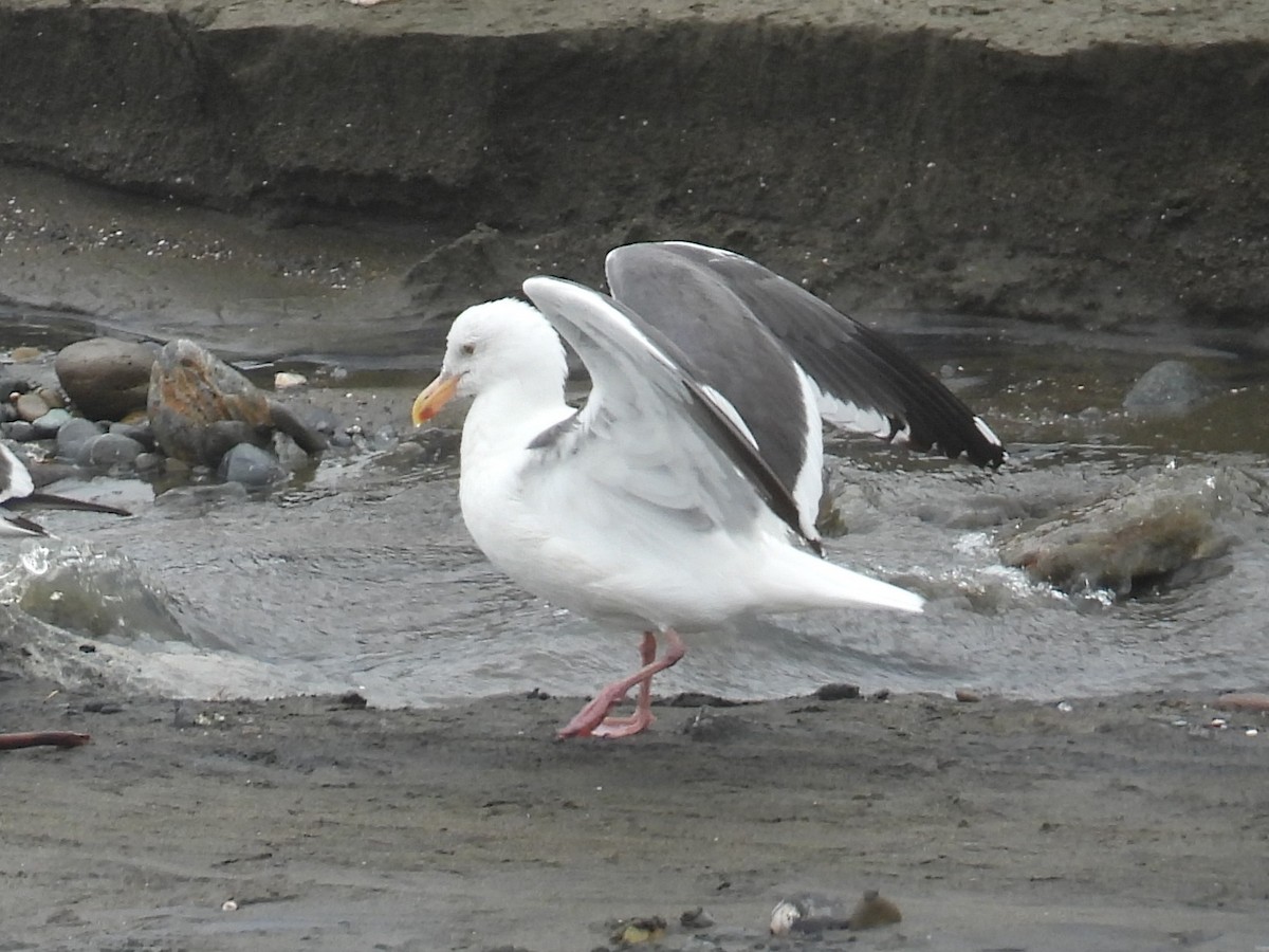 Goéland d'Audubon - ML617841259