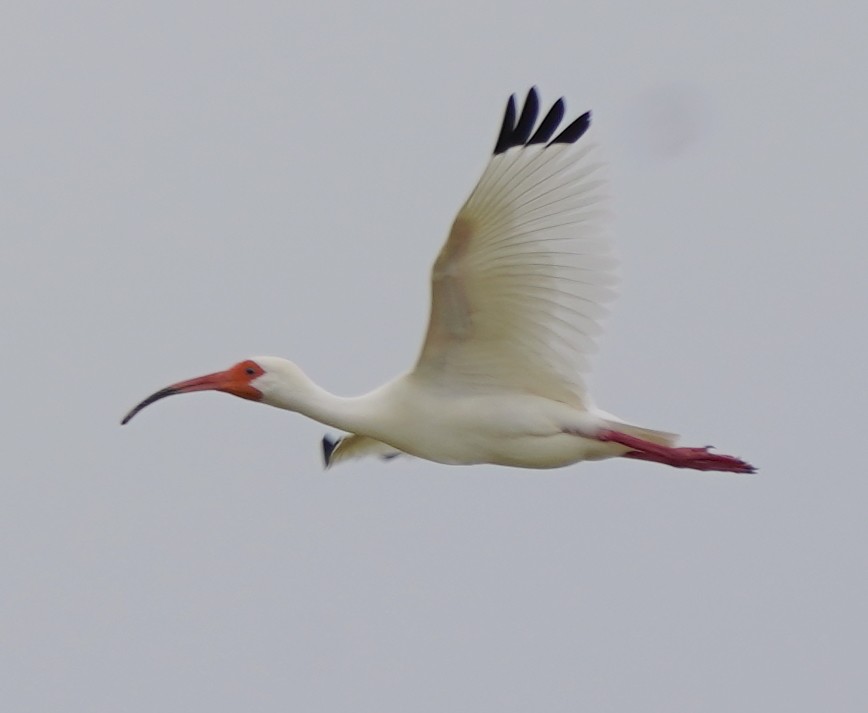 ibis bílý - ML617841263
