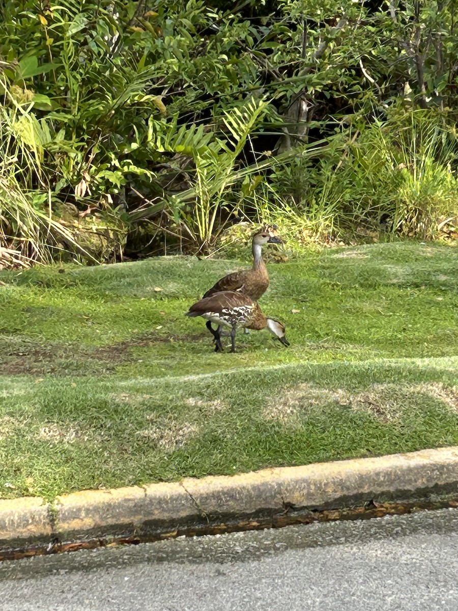 West Indian Whistling-Duck - ML617841281