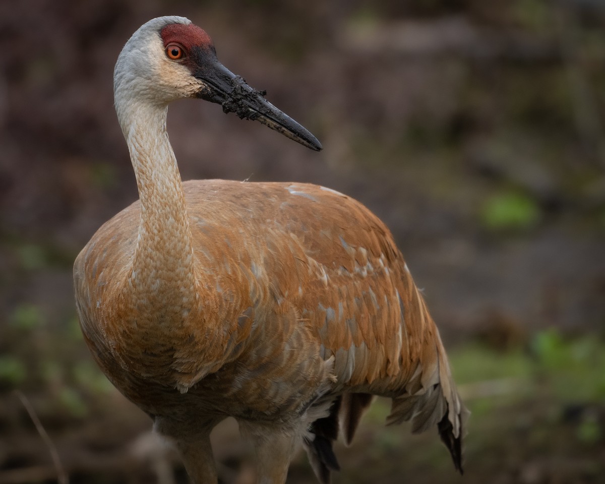 Sandhill Crane - ML617841305