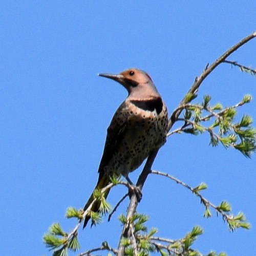 Northern Flicker - Glenn Faini