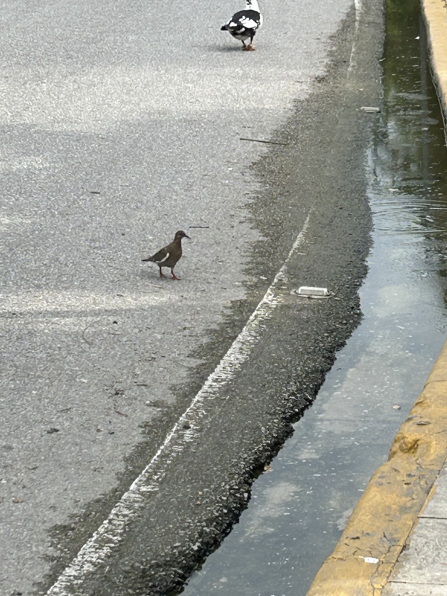 White-winged Dove - ML617841331