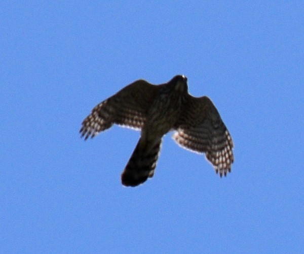 Northern Harrier - Glenn Faini