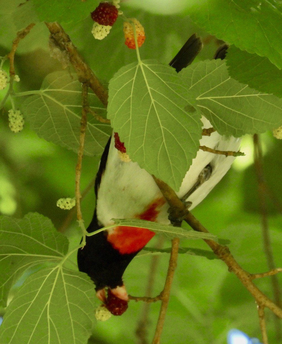 Rose-breasted Grosbeak - ML617841387