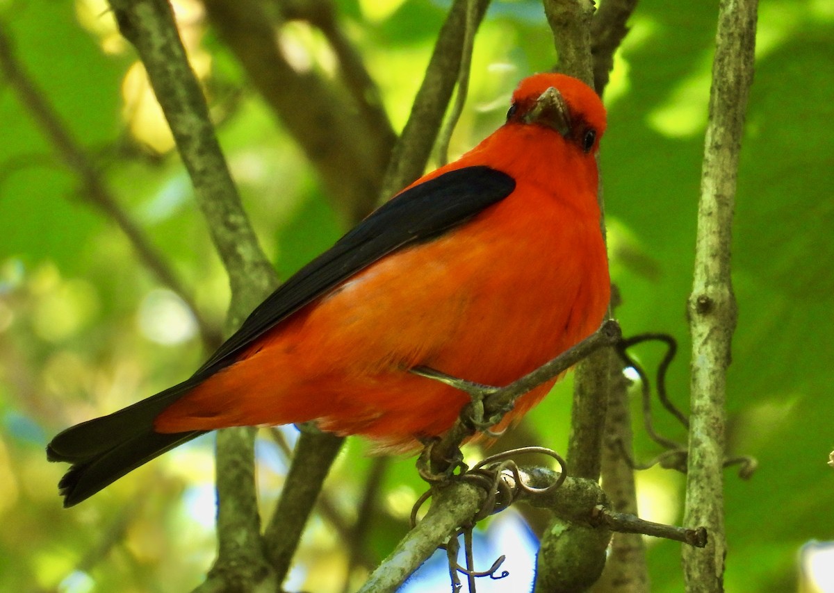 Scarlet Tanager - ML617841413