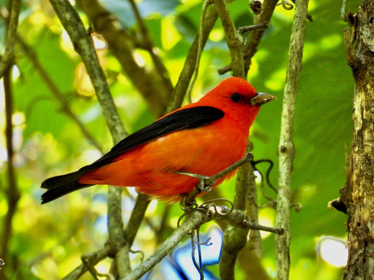 Scarlet Tanager - ML617841414