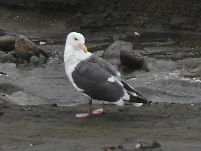 Western Gull - ML617841443