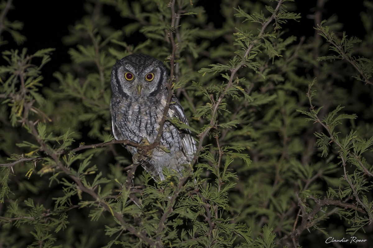 Tropical Screech-Owl - Claudio Rosso