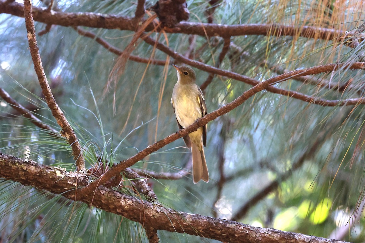 Mountain Elaenia - Charles Davies