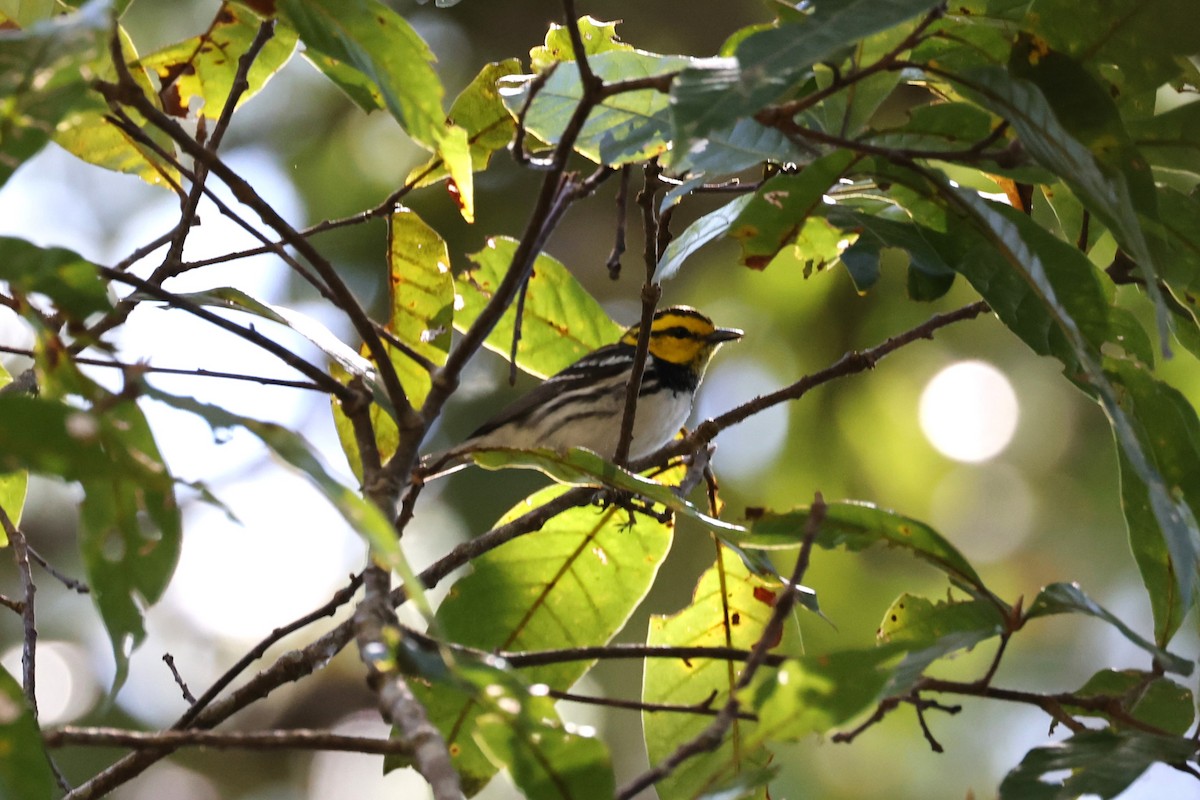 Golden-cheeked Warbler - ML617841490