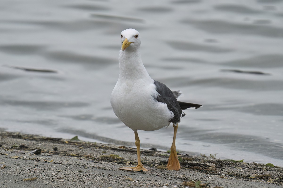 Yellow-footed Gull - Dave Jurasevich