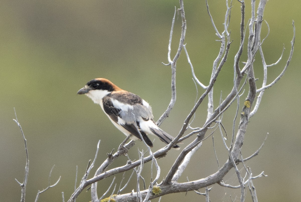 Woodchat Shrike - ML617841509