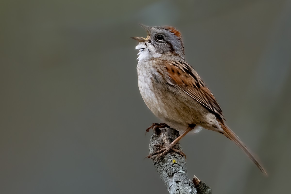 Swamp Sparrow - ML617841525