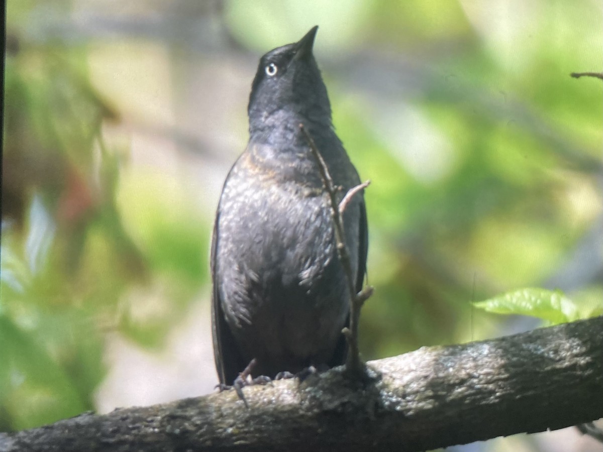 Rusty Blackbird - ML617841529