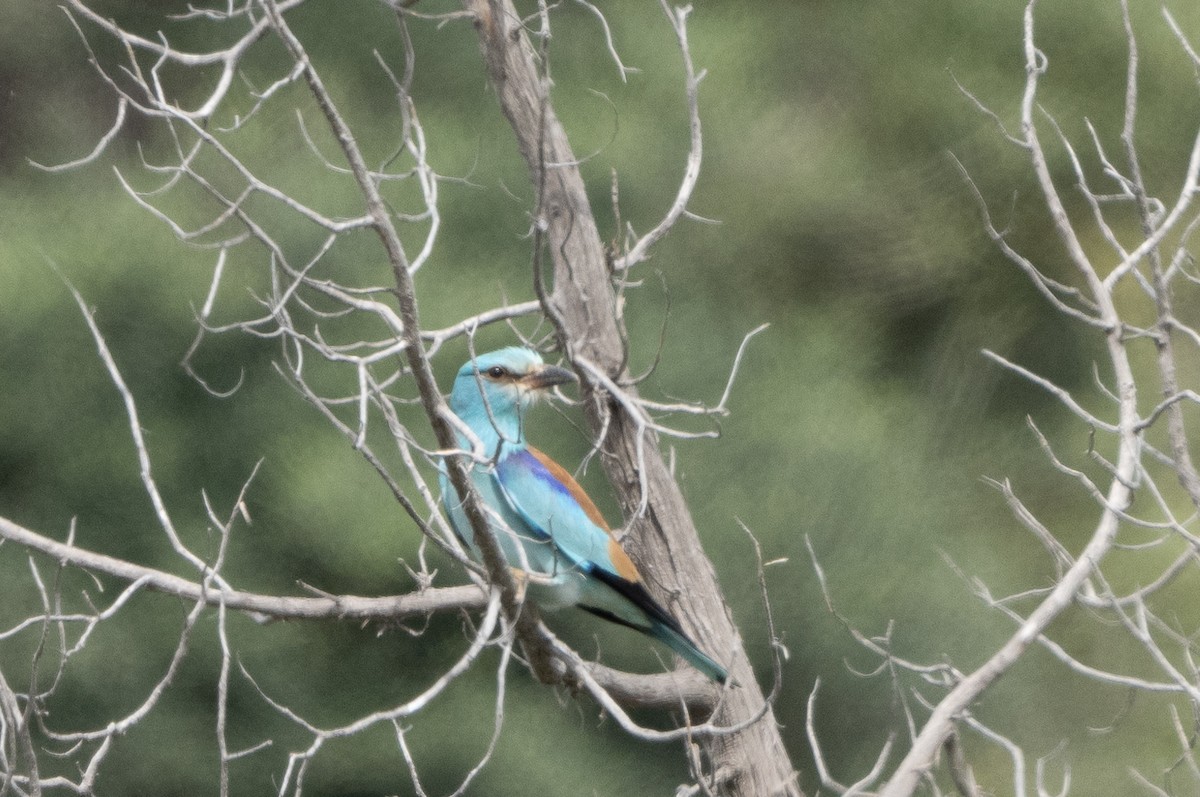 藍磯鶇 - ML617841557