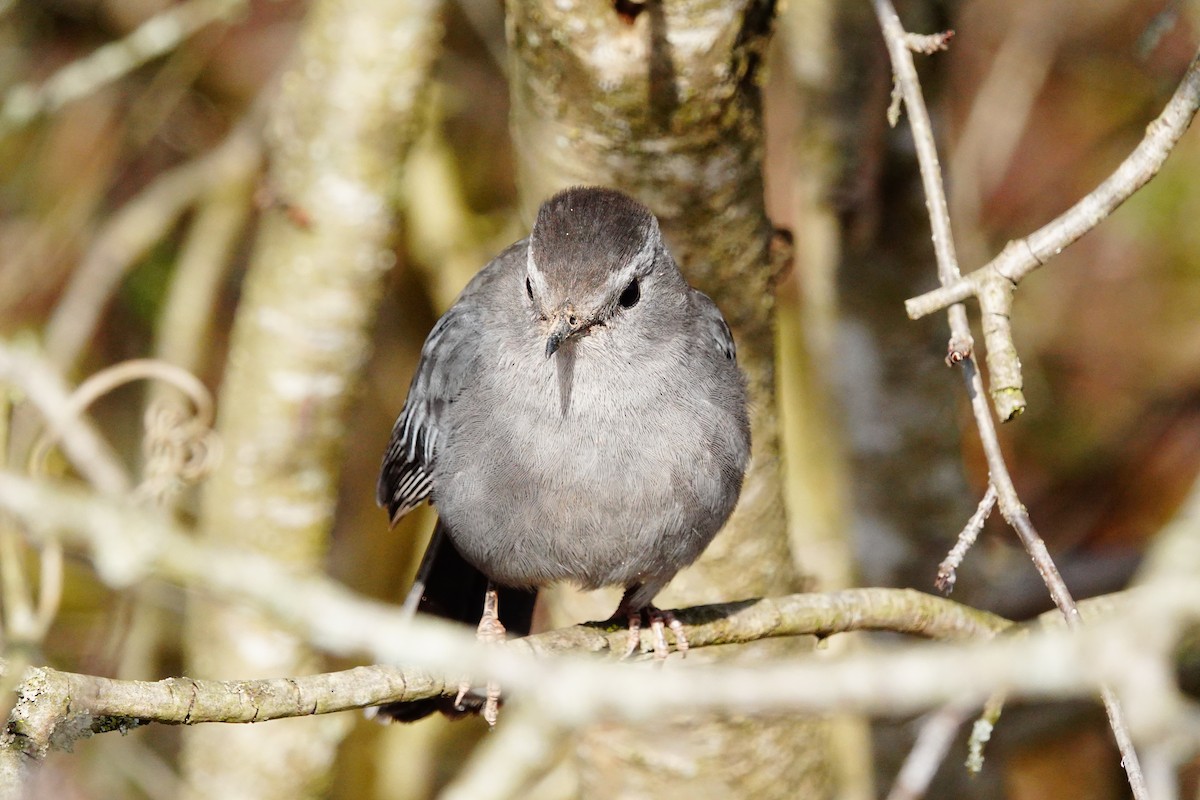 Gray Catbird - ML617841561