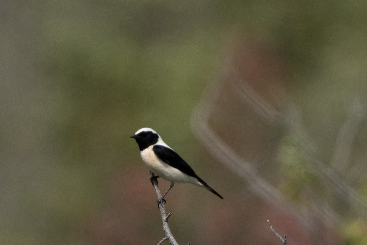 Eastern Black-eared Wheatear - ML617841567