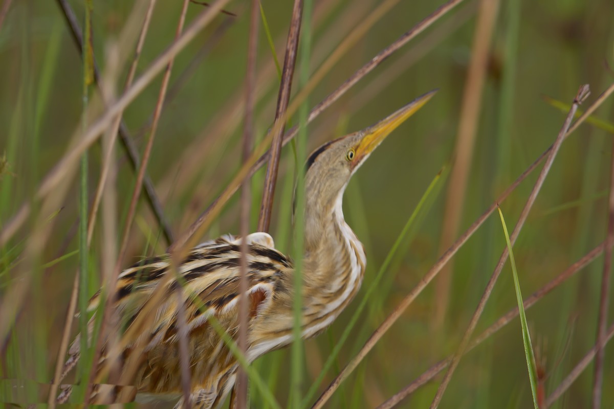 Stripe-backed Bittern - ML617841610