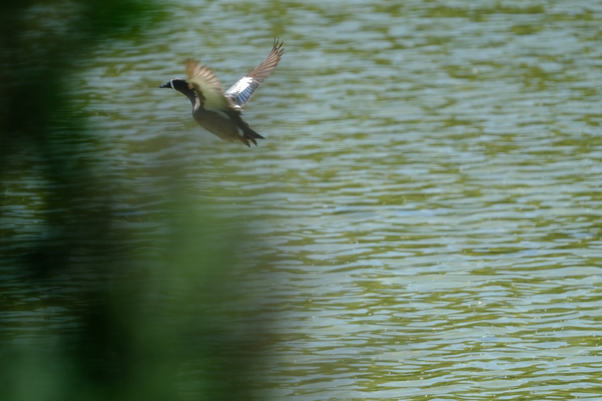 Blue-winged Teal - ML617841617