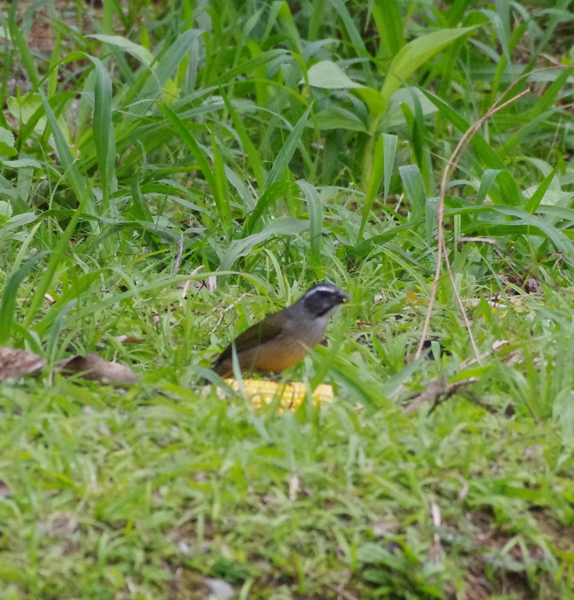 Green-winged Saltator - ML617841646