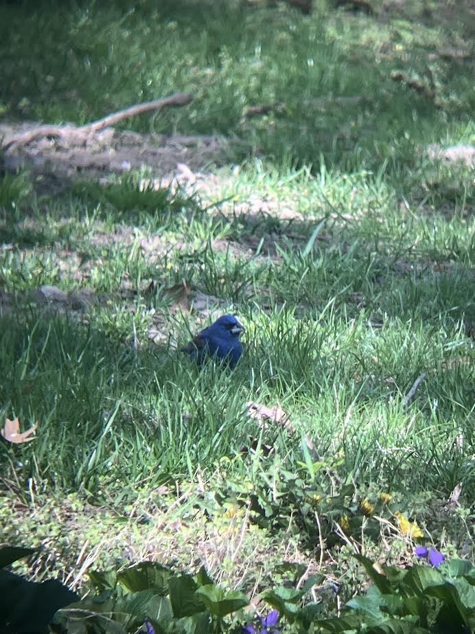 Blue Grosbeak - ML617841653