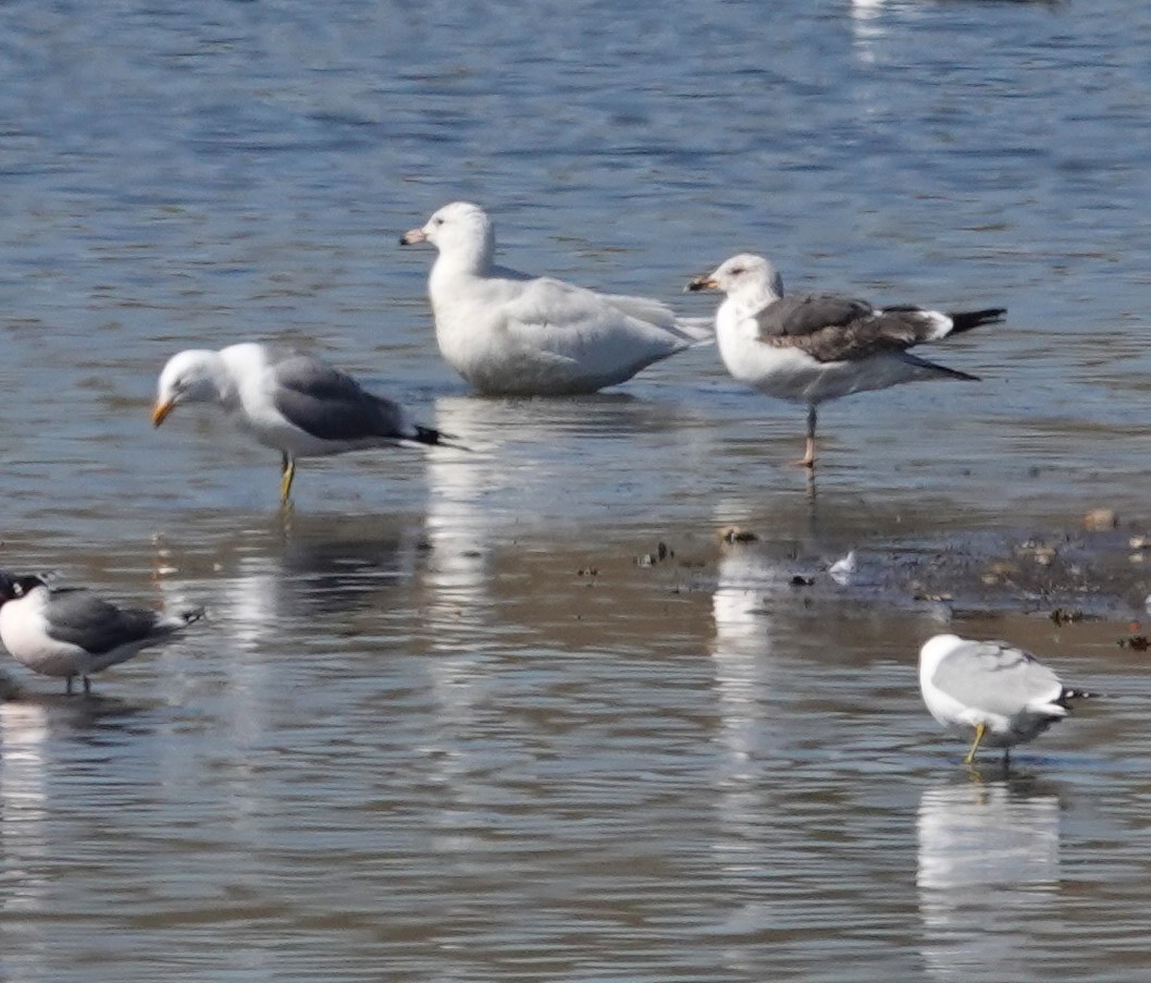 Lesser Black-backed Gull - ML617841656