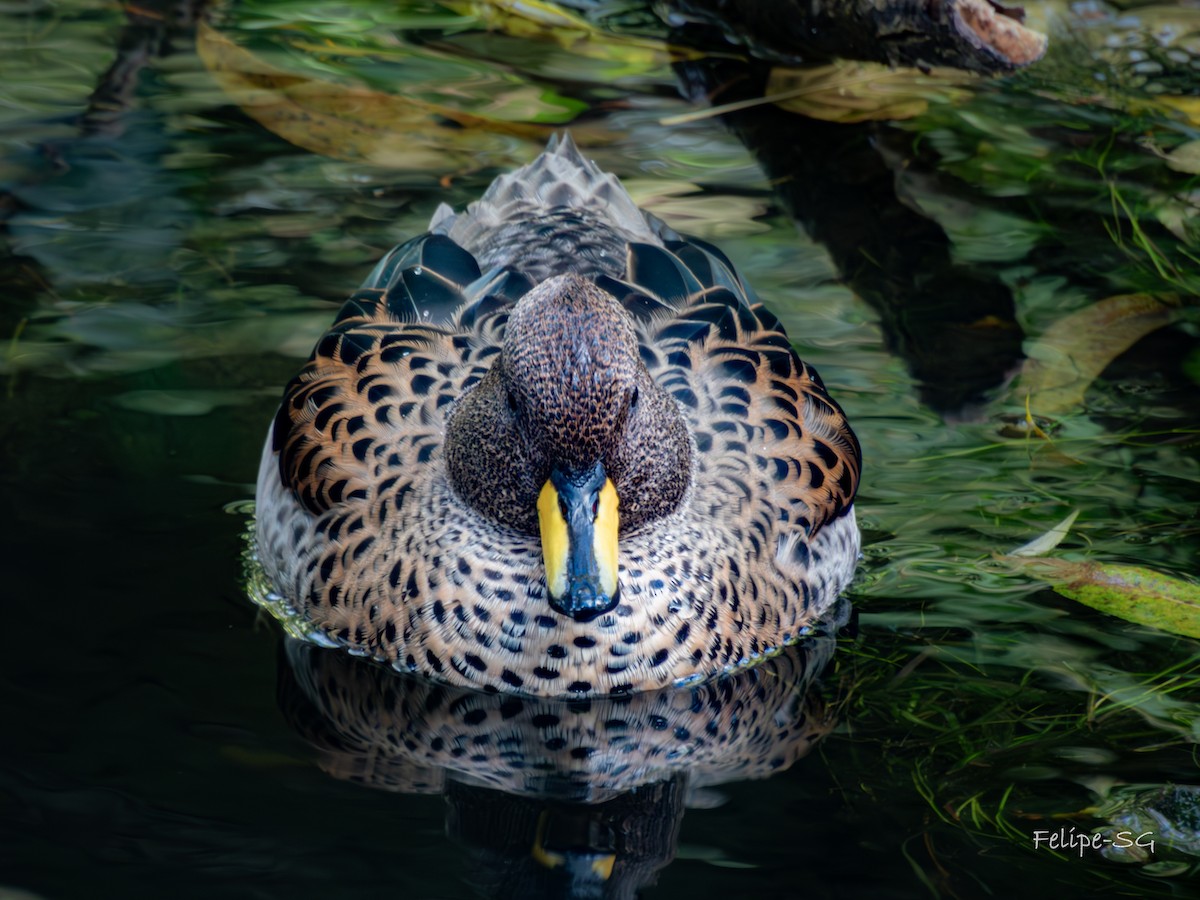 Yellow-billed Teal - Felipe Silva Guzmán