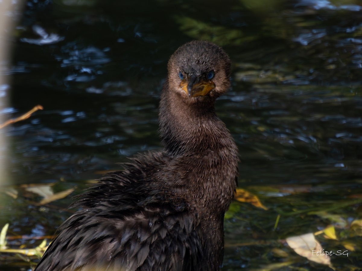 Neotropic Cormorant - Felipe Silva Guzmán