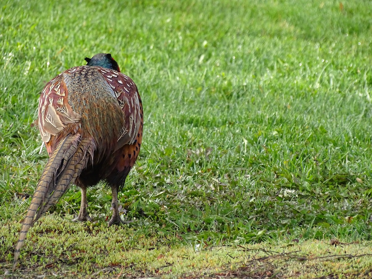 Ring-necked Pheasant - Jim Walton