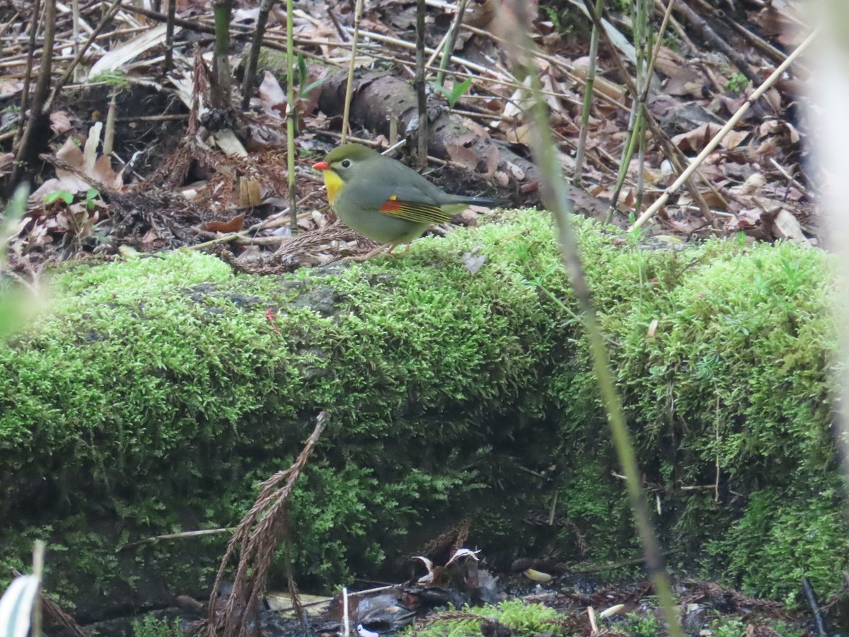 Red-billed Leiothrix - Ben Ward