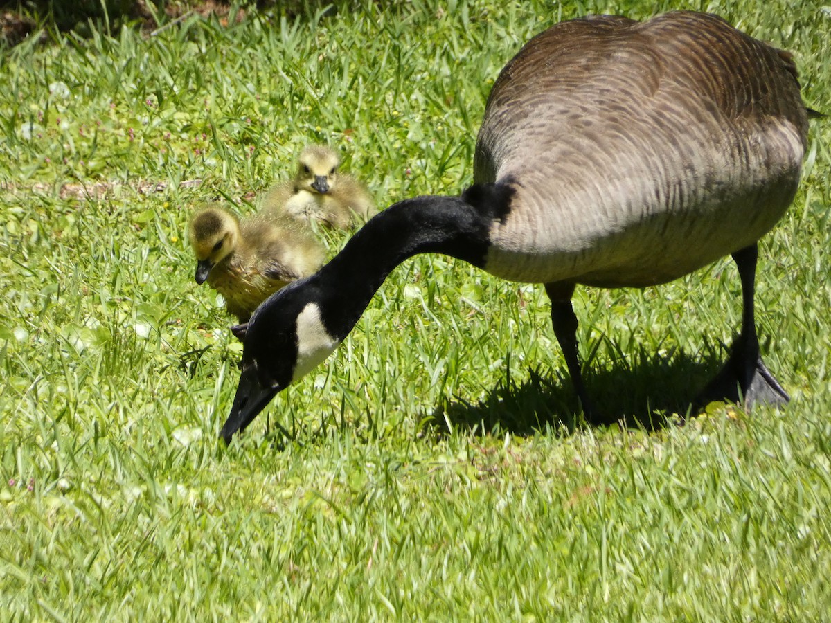 Canada Goose - ML617841788