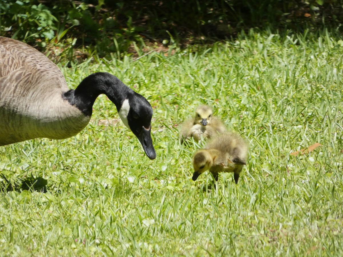 Canada Goose - ML617841795