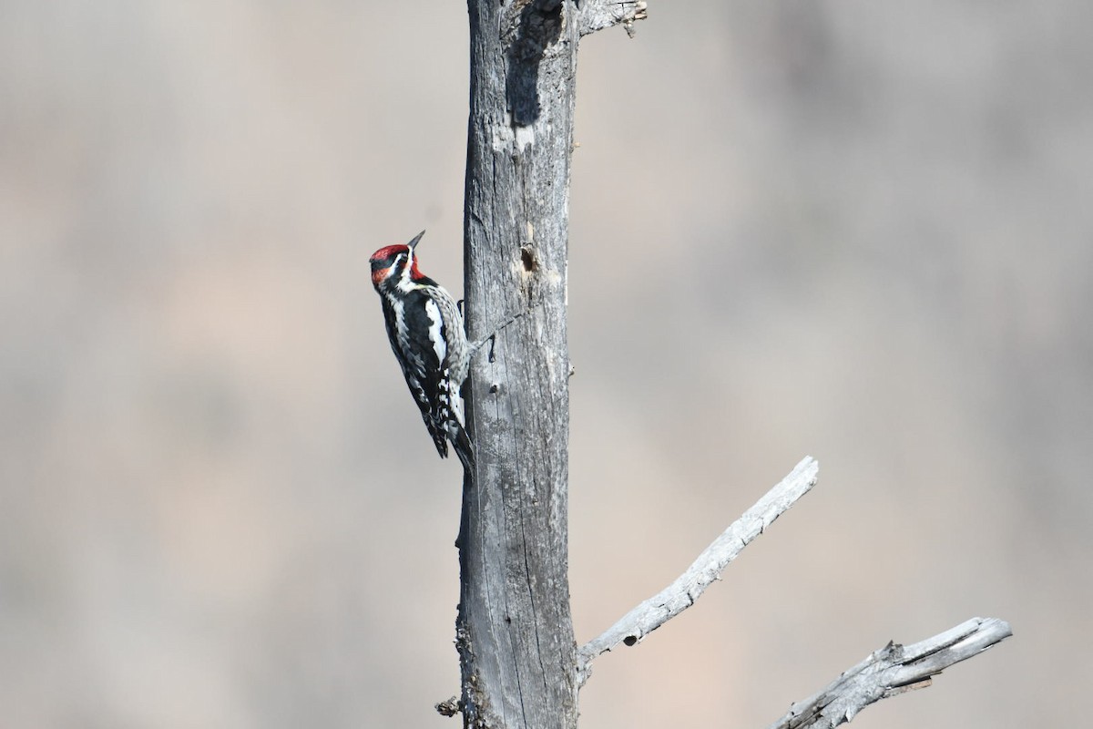 Red-naped Sapsucker - Ezekiel Dobson