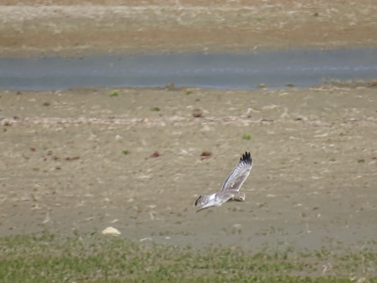 Northern Harrier - ML617841809