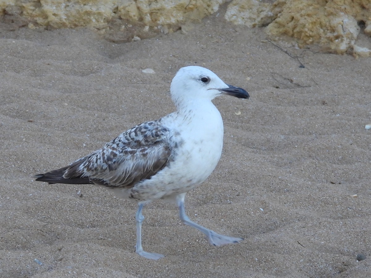 Yellow-legged Gull - ML617841816