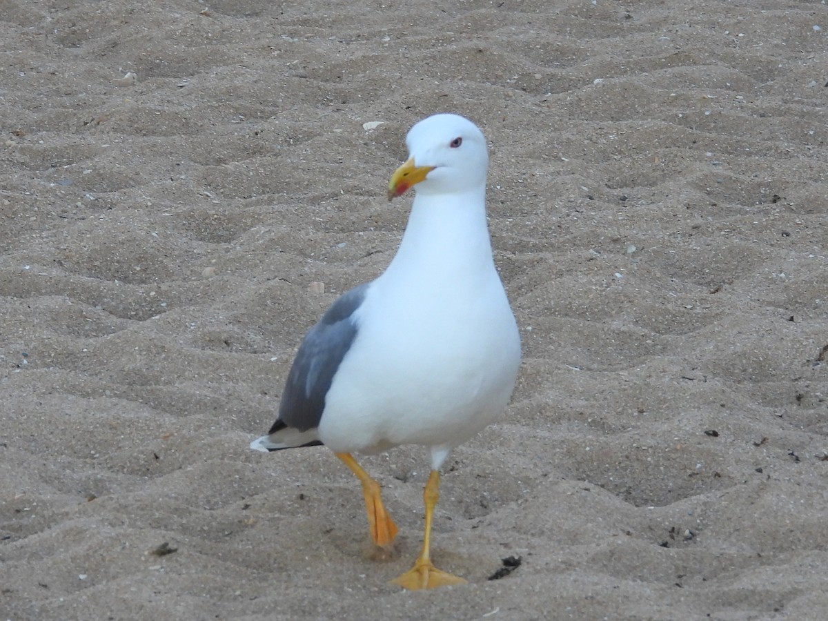 Gaviota Patiamarilla - ML617841817