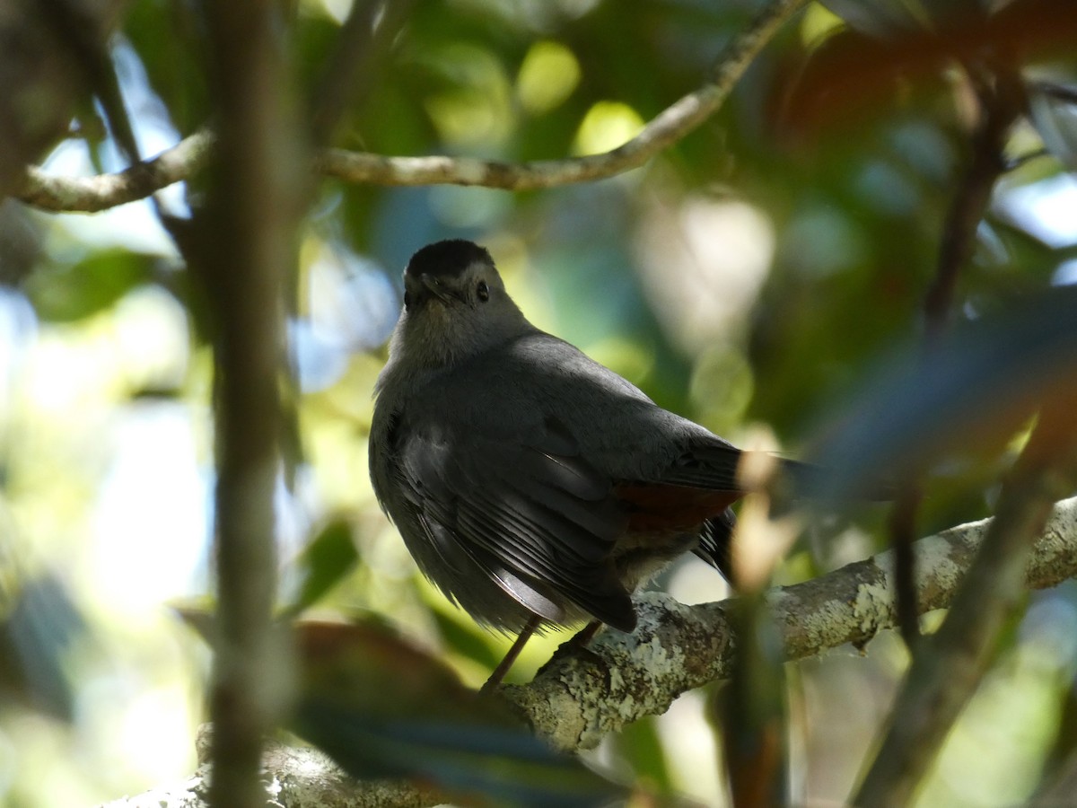 Gray Catbird - ML617841828