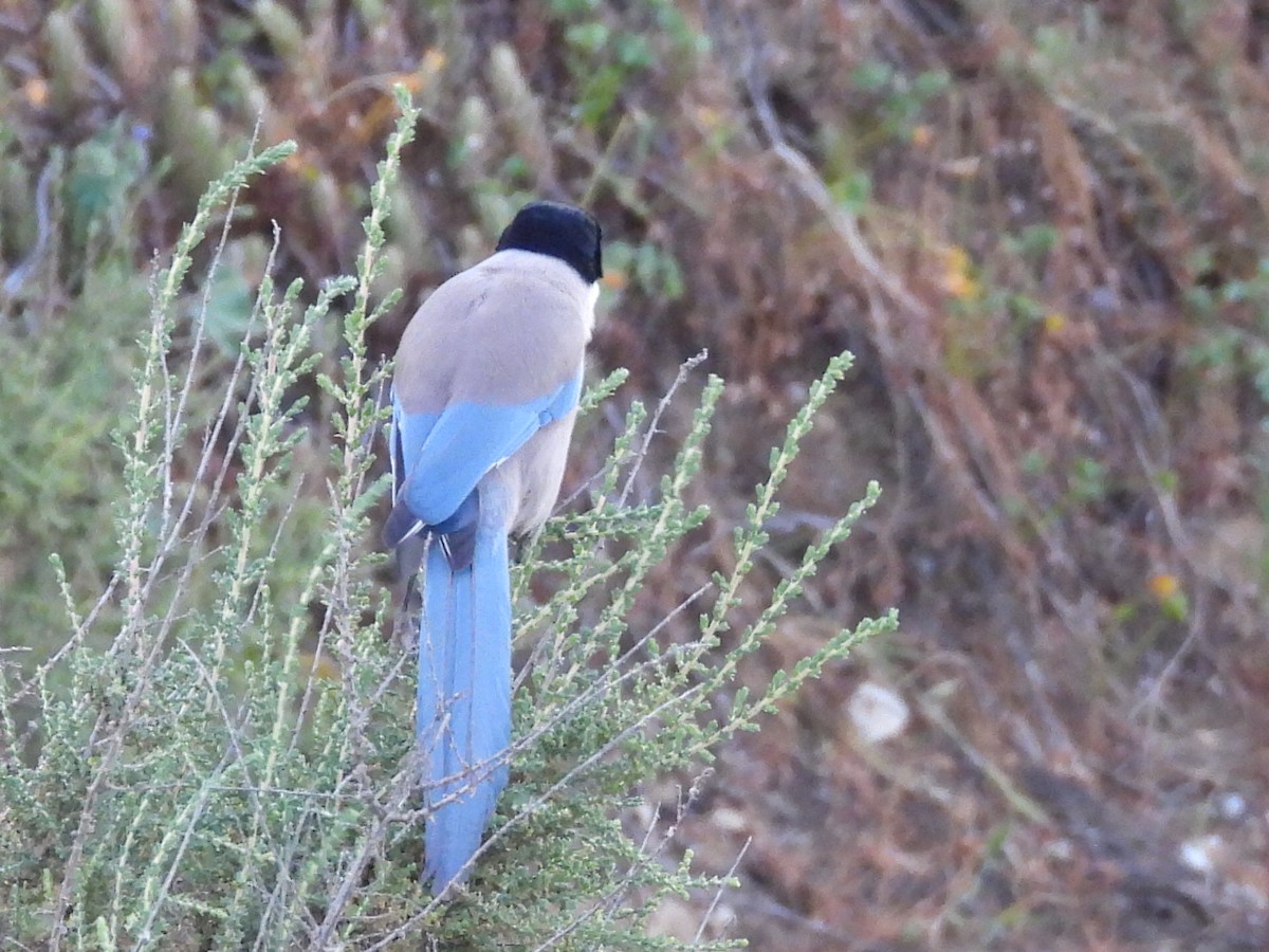 Iberian Magpie - ML617841842