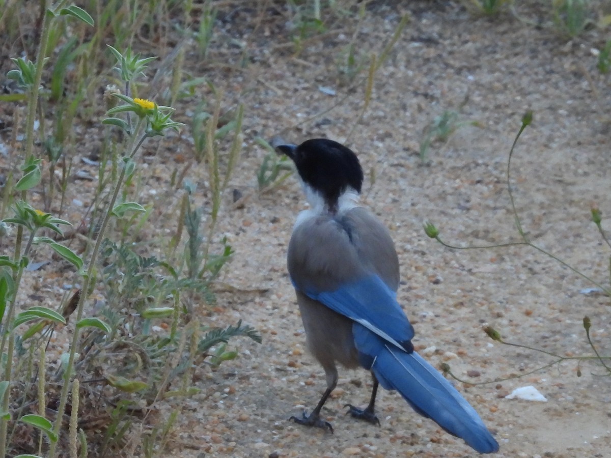 Iberian Magpie - ML617841843