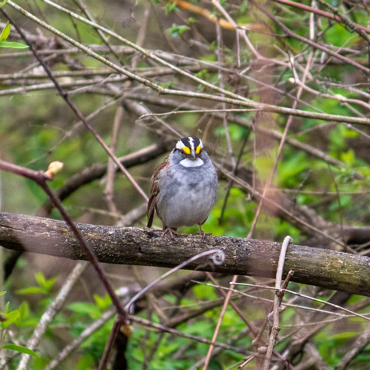 White-throated Sparrow - ML617841848