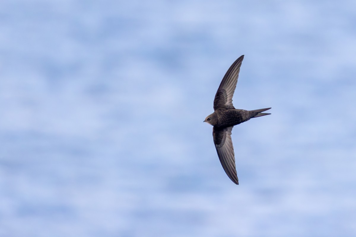 Common Swift - ML617841851