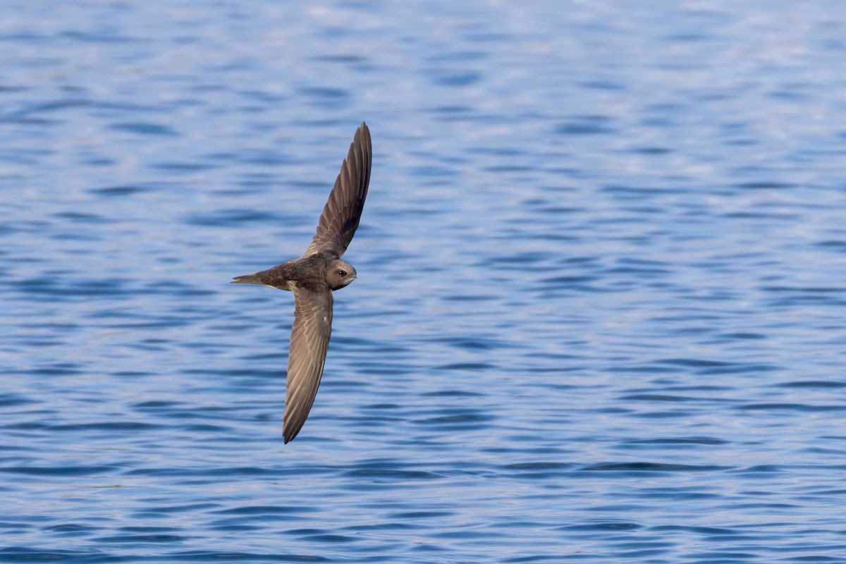 Common Swift - ML617841852