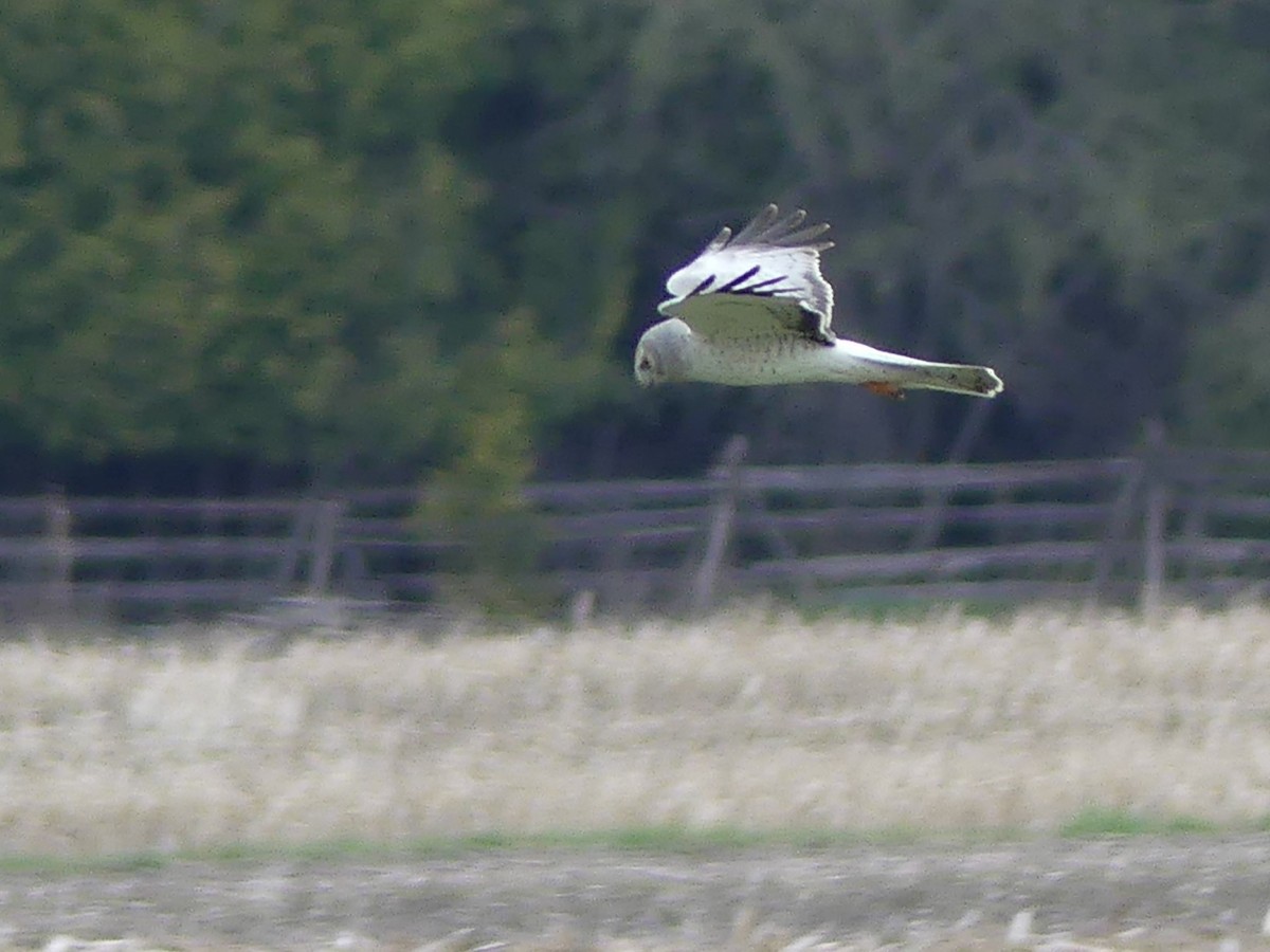 Northern Harrier - ML617841881