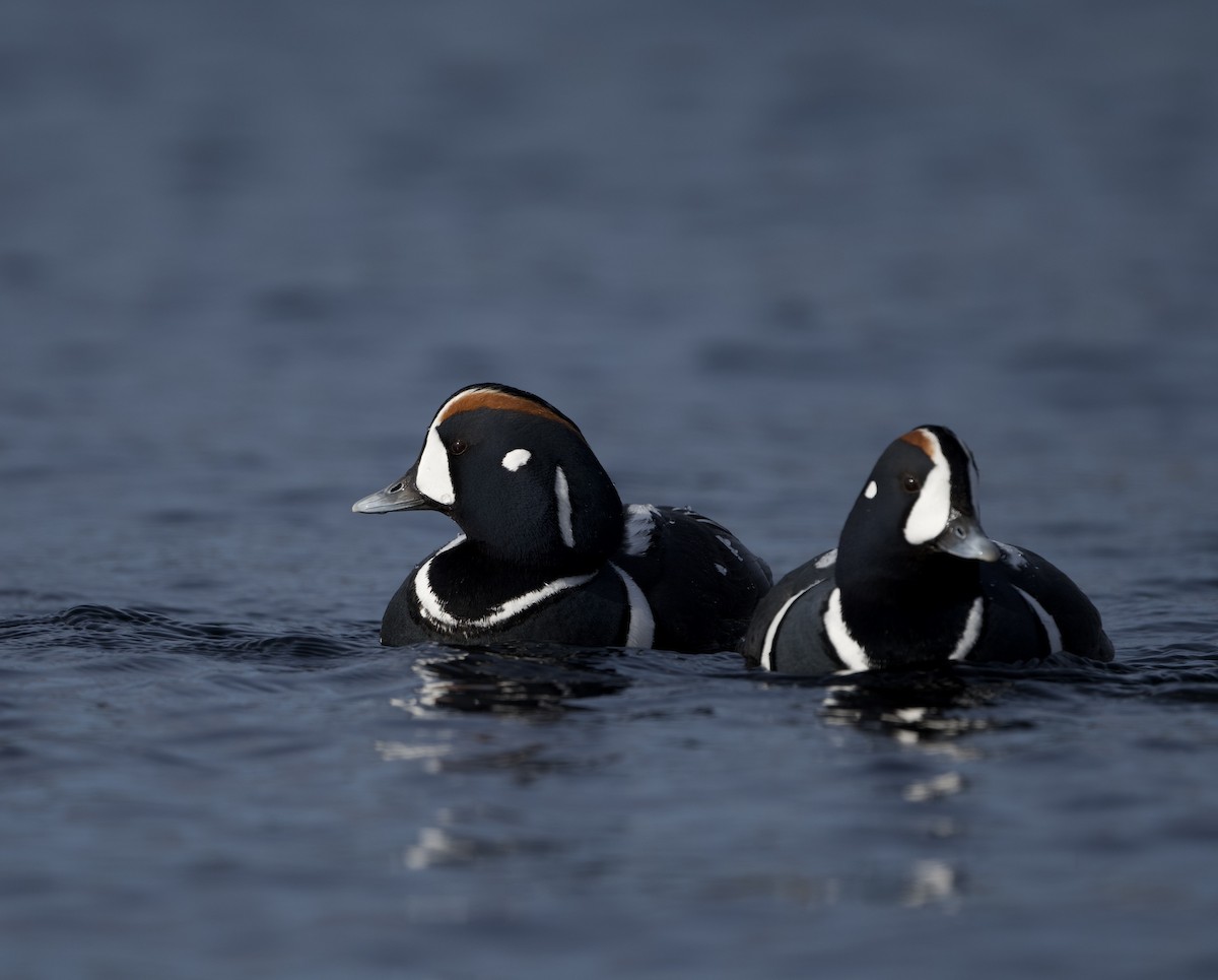 Harlequin Duck - ML617841882