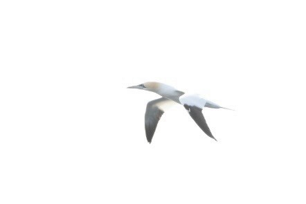 Northern Gannet - ML617841890