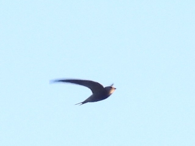 Common Swift - ML617841911