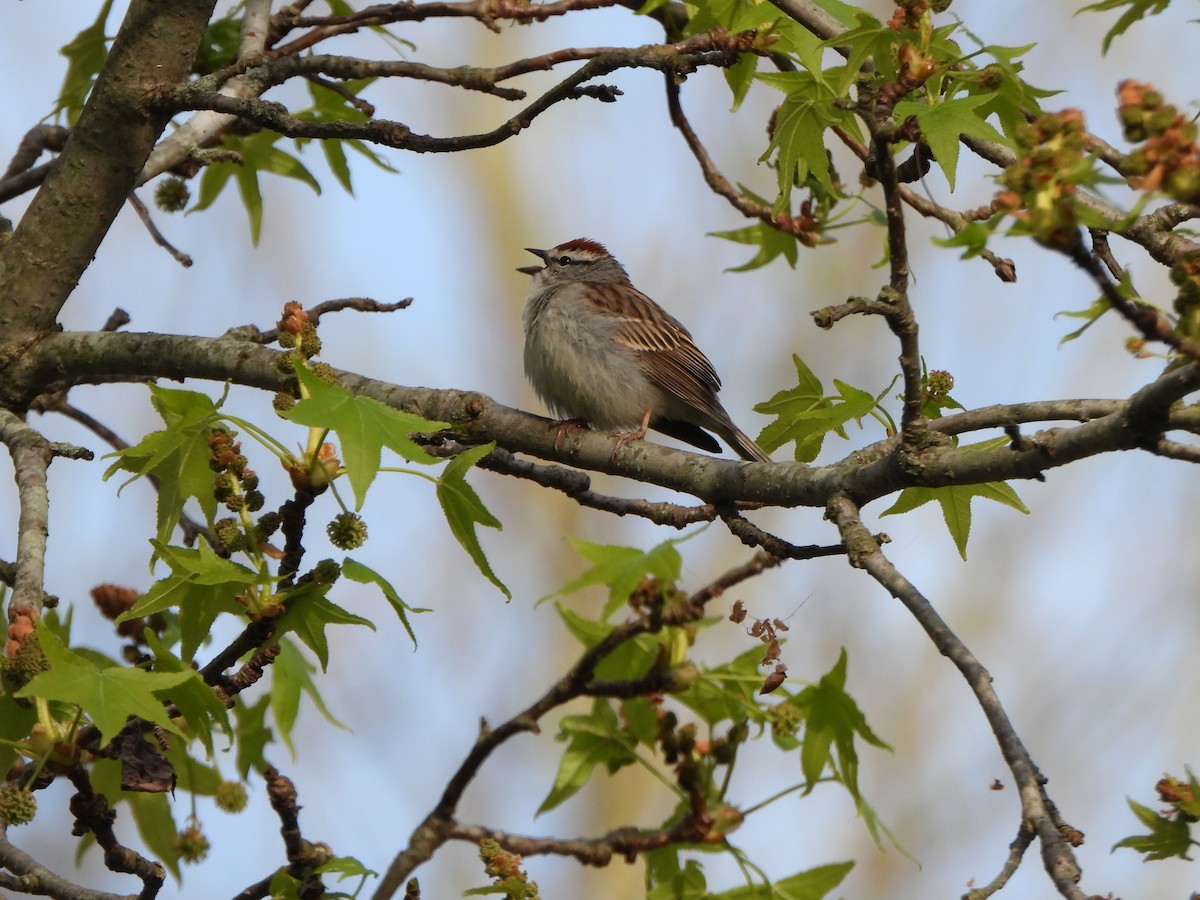 Chipping Sparrow - ML617841940