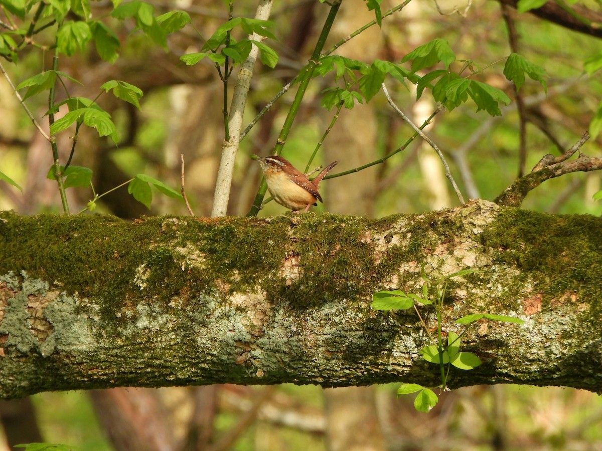 Carolina Wren - ML617841947